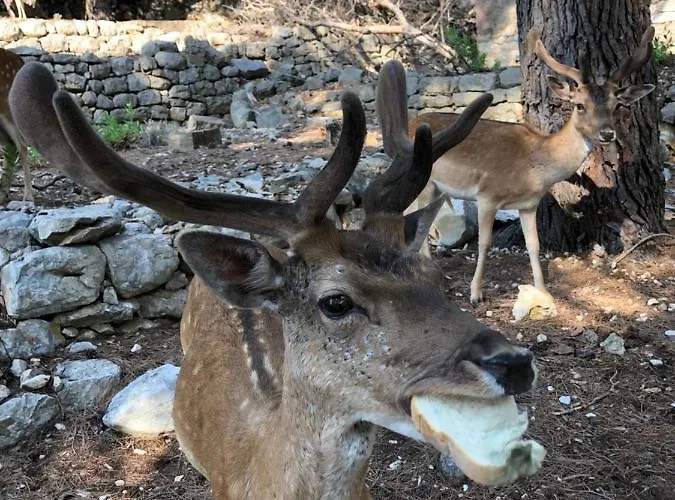 Tariba 3* スペタルスカ・ドラガ