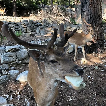 Tariba 3* Supetarska Draga